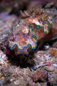 Nudibranch - Night Dive - Seaventures