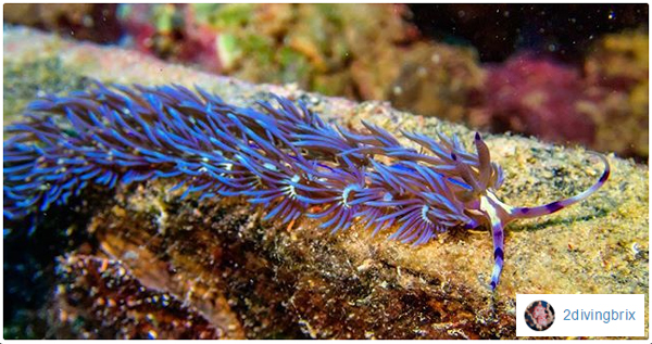 Blue Dragon Nudibranch 