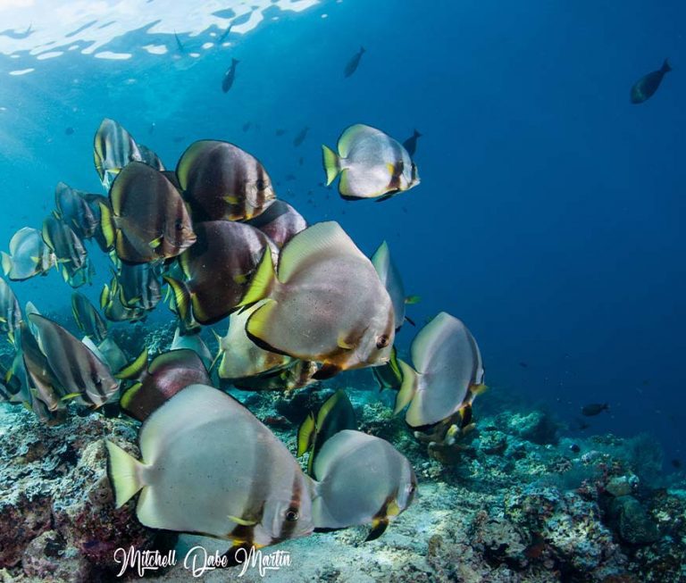 Scuba Diving In Mabul Sipadan Seaventures Dive Rig Malaysia