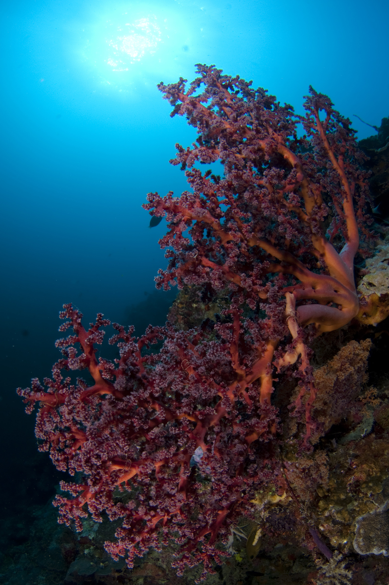 PADI Project Aware Coral Reef Conservation Diver - Seaventures Dive Rig - Sipadan Malaysia