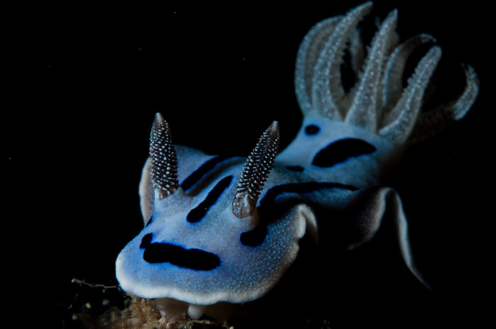 nudibranch-at-seaventures-dive-rig