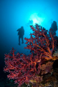 diver-sipadan-with-fan-coral
