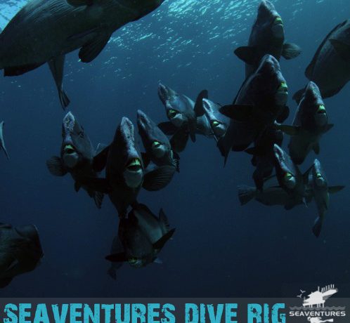 Bumphead parrotfish Sipadan Scuba Diving with Seaventures Dive Rig Facebook