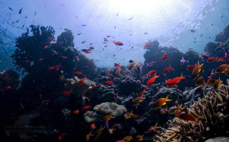 colourful-coral-reefs-sipadan