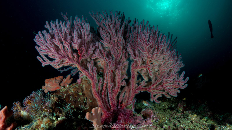 coral-reefs-sipadan