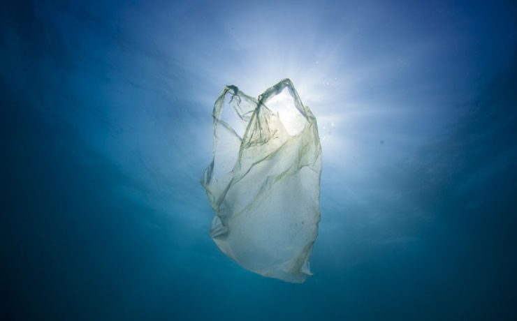 PLASTIC BAG, TURTLE ASSASSIN