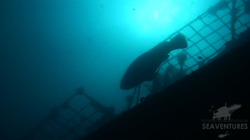 Giant Grouper Mabul Seaventures Diving