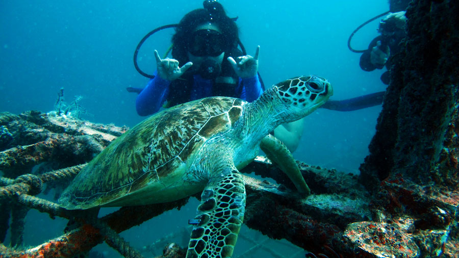 Rig Diver with Resident Turtle on Mabul Wreck