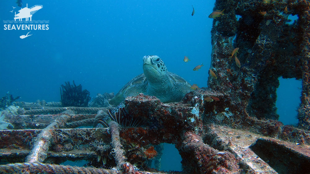 Sea Turtle Mabul Paradise Scuba Diving