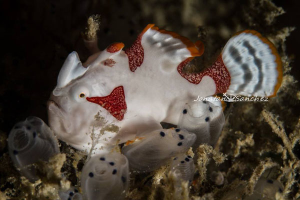 Clown Frogfish