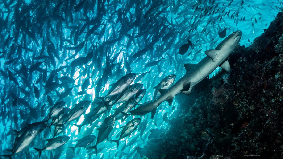 Sipadan Permit is required to dive Sipadan island