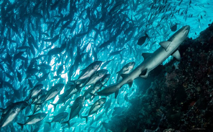 Scuba diving in Mabul Sipadan permit