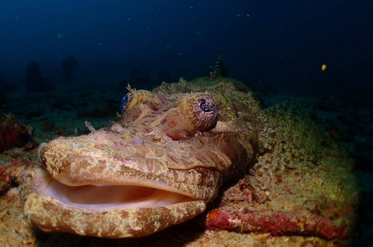 Crocodile Fish house reef Seaventures Dive Rig Mabul Sipadan