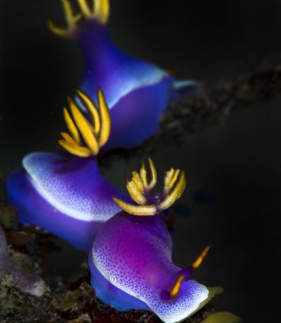 nudi-risbecia-apolegma
