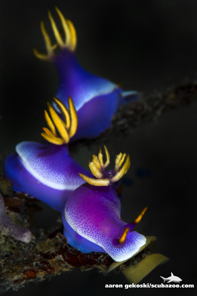 nudi-risbecia-apolegma