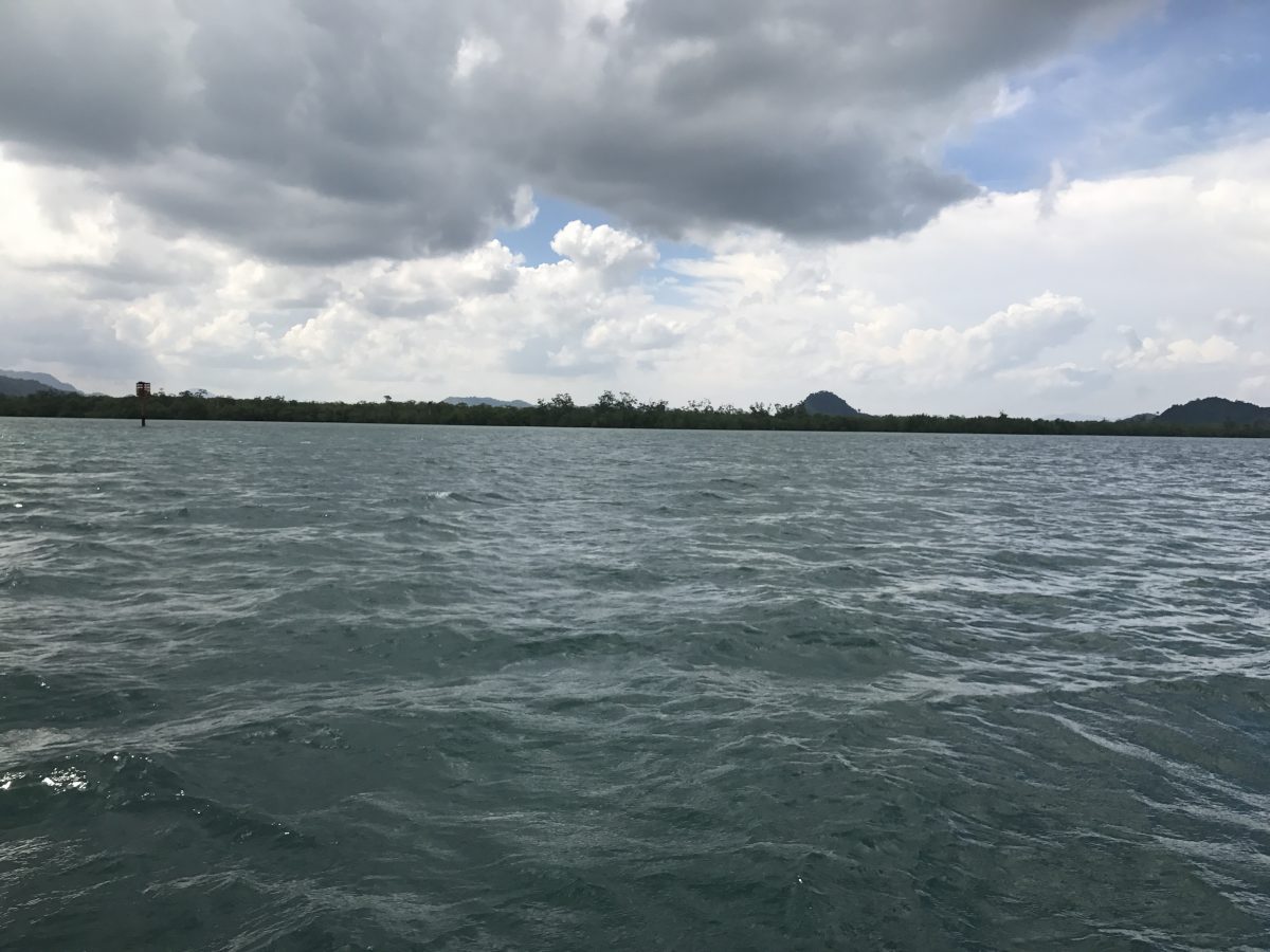 Mangroves are vitally important for coral growth and formation, and for the fish that live on them. 