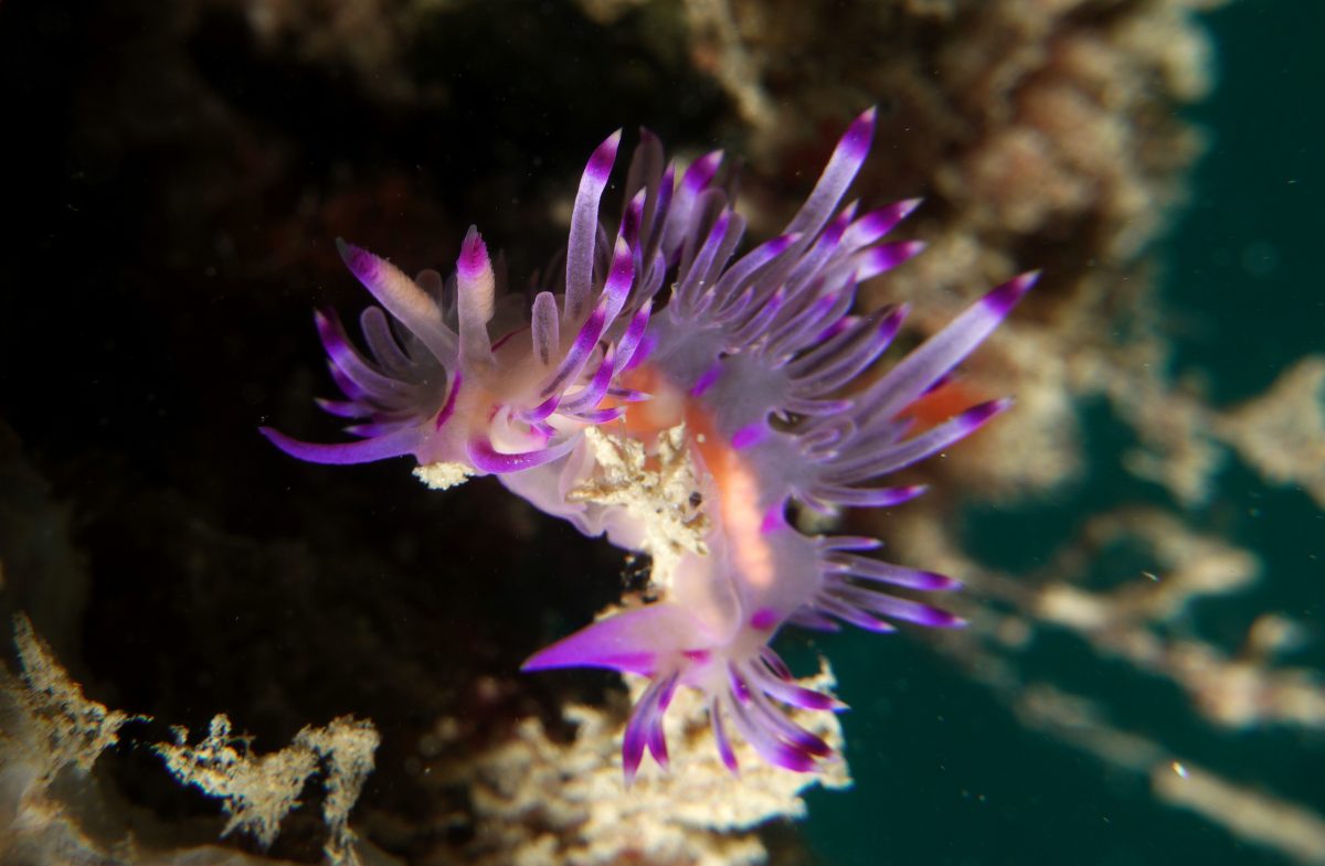 Red-lined Flabellina Nudibranch. Seaventures house-reef diving Sipadan