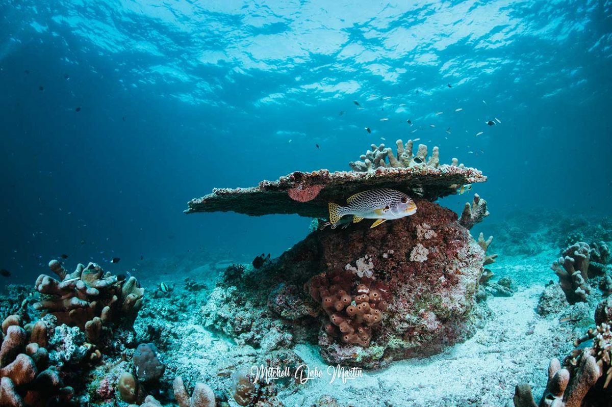 Sipadan Dive Site