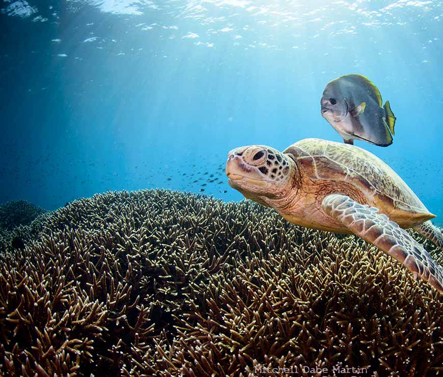 Dive with Green Sea Turtles in Sipadan