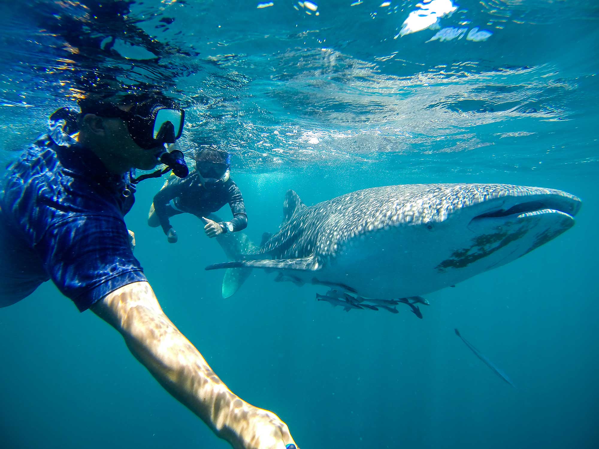 Whale Sharks and Diving in Sipadan